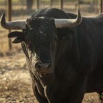 Toros de Palha y Pallarés para el desafío ganadero de Las Ventas del 23 de septiembre de 2018