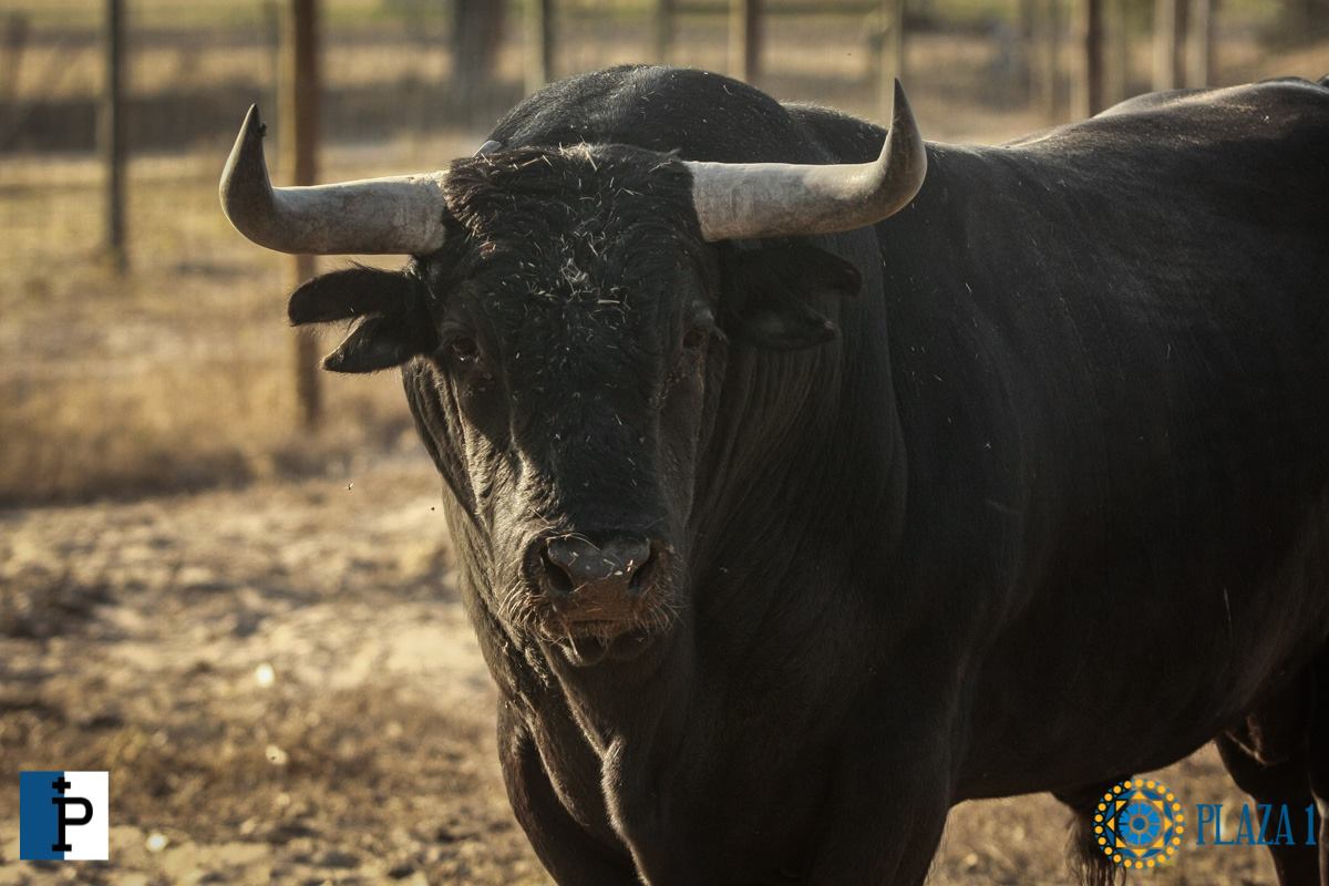 Toros de Palha y Pallarés para el desafío ganadero de Las Ventas del 23 de septiembre de 2018