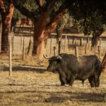 Toros de Palha y Pallarés para el desafío ganadero de Las Ventas del 23 de septiembre de 2018