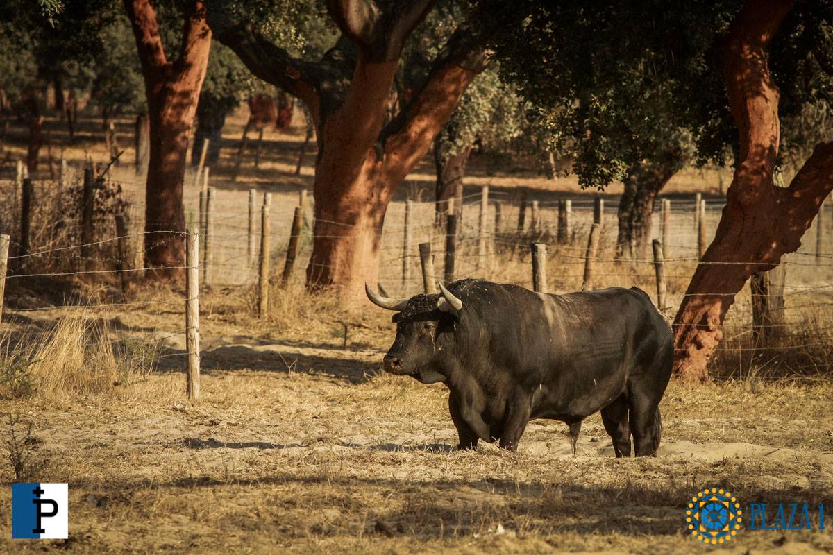 Toros de Palha y Pallarés para el desafío ganadero de Las Ventas del 23 de septiembre de 2018