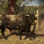 Toros de Palha y Pallarés para el desafío ganadero de Las Ventas del 23 de septiembre de 2018