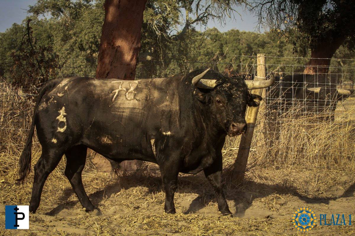 Toros de Palha y Pallarés para el desafío ganadero de Las Ventas del 23 de septiembre de 2018