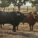 Toros de Palha y Pallarés para el desafío ganadero de Las Ventas del 23 de septiembre de 2018