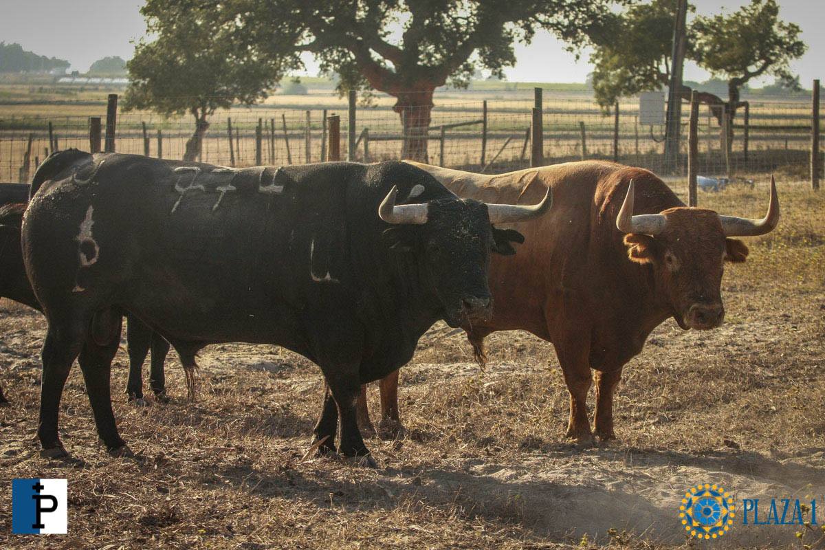 Toros de Palha y Pallarés para el desafío ganadero de Las Ventas del 23 de septiembre de 2018