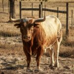 Toros de Palha y Pallarés para el desafío ganadero de Las Ventas del 23 de septiembre de 2018