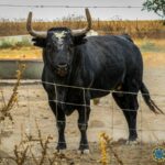 Toros de Palha y Pallarés para el desafío ganadero de Las Ventas del 23 de septiembre de 2018