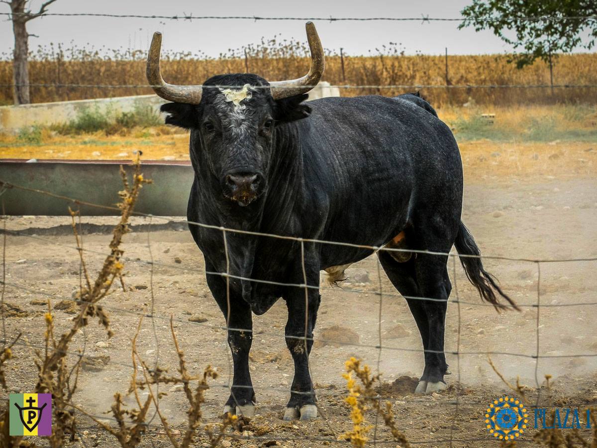 Toros de Palha y Pallarés para el desafío ganadero de Las Ventas del 23 de septiembre de 2018