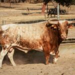 Toros de Palha y Pallarés para el desafío ganadero de Las Ventas del 23 de septiembre de 2018