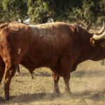 Toros de Palha y Pallarés para el desafío ganadero de Las Ventas del 23 de septiembre de 2018