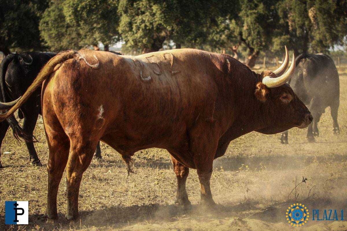 Toros de Palha y Pallarés para el desafío ganadero de Las Ventas del 23 de septiembre de 2018