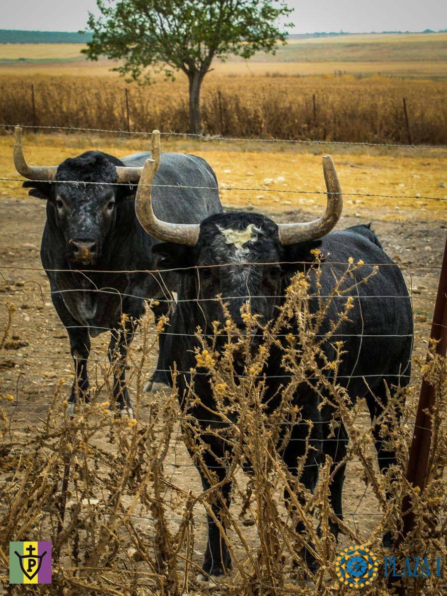 Toros de Palha y Pallarés para el desafío ganadero de Las Ventas del 23 de septiembre de 2018
