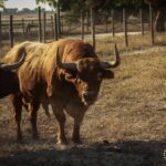 Toros de Palha y Pallarés para el desafío ganadero de Las Ventas del 23 de septiembre de 2018