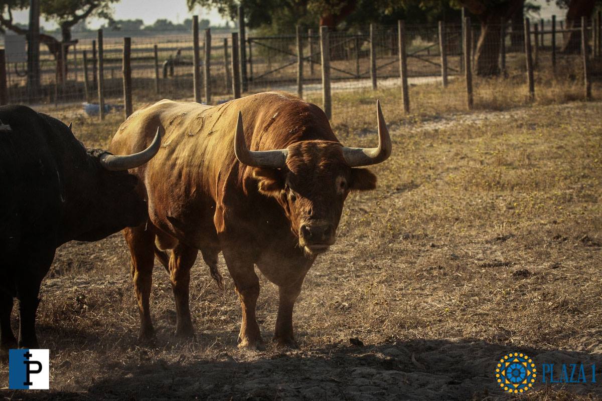Toros de Palha y Pallarés para el desafío ganadero de Las Ventas del 23 de septiembre de 2018
