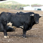 Los novillos de Fuente Ymbro para la Feria de Otoño de Madrid.