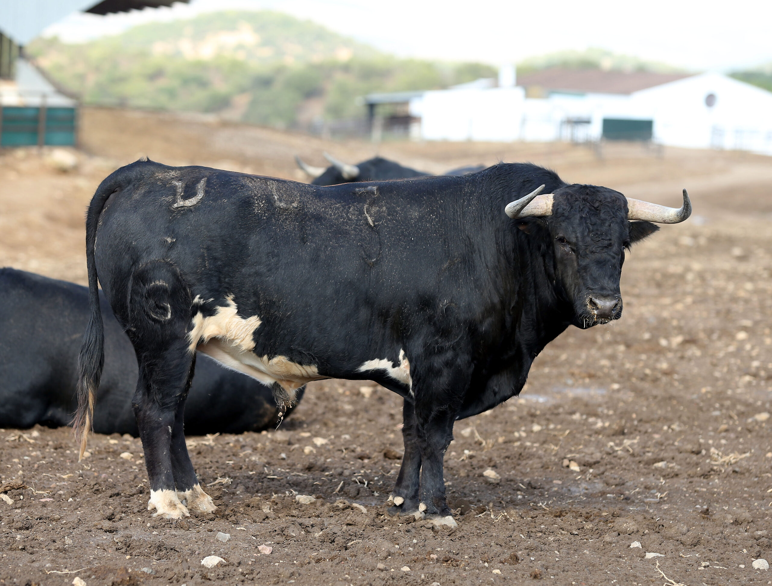 Los novillos de Fuente Ymbro para la Feria de Otoño de Madrid.