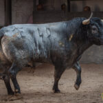 Sorteo, Madrid 16 de septiembre de 2018