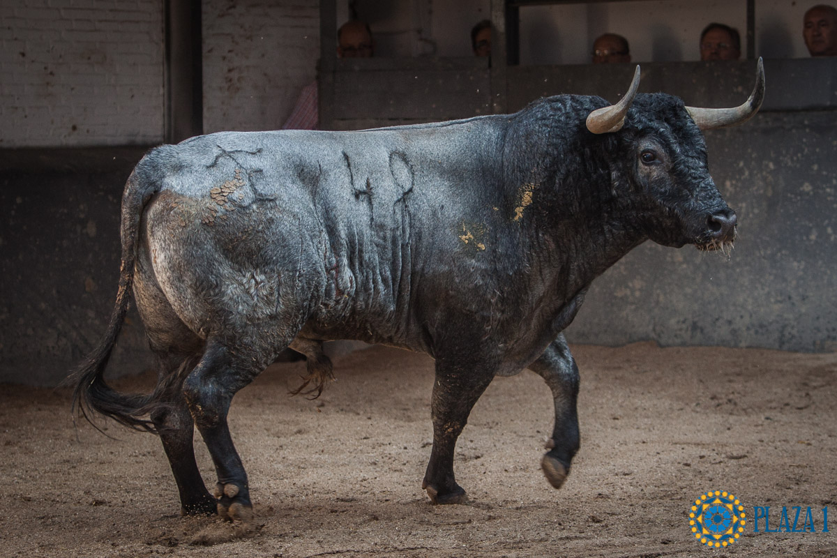 Sorteo, Madrid 16 de septiembre de 2018