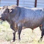 "Fregador" - Número 78 Nacimiento: Enero / 2014 Cárdeno, entrepelado, bragado y meano, de San Martín