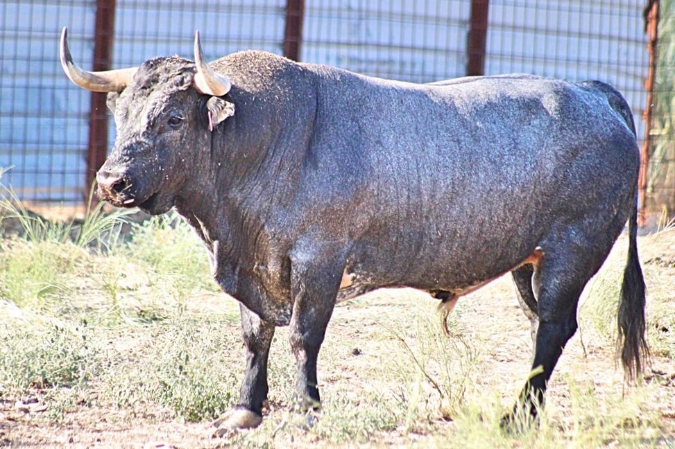 "Fregador" - Número 78 Nacimiento: Enero / 2014 Cárdeno, entrepelado, bragado y meano, de San Martín