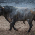 Sorteo, Madrid 16 de septiembre de 2018