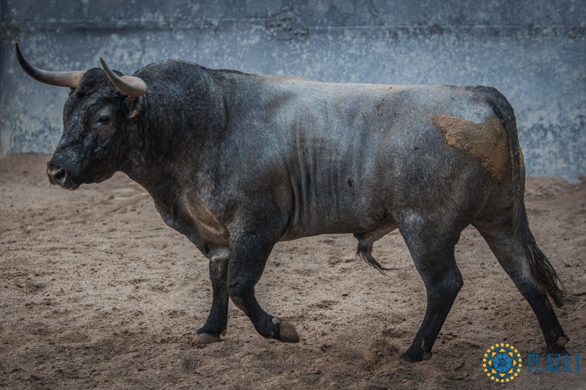 Sorteo, Madrid 16 de septiembre de 2018