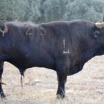 "Buscadero" - Número 25 Nacimiento: Octubre / 2013 Negro chorreado en verdugo, de Pedraza de Yeltes