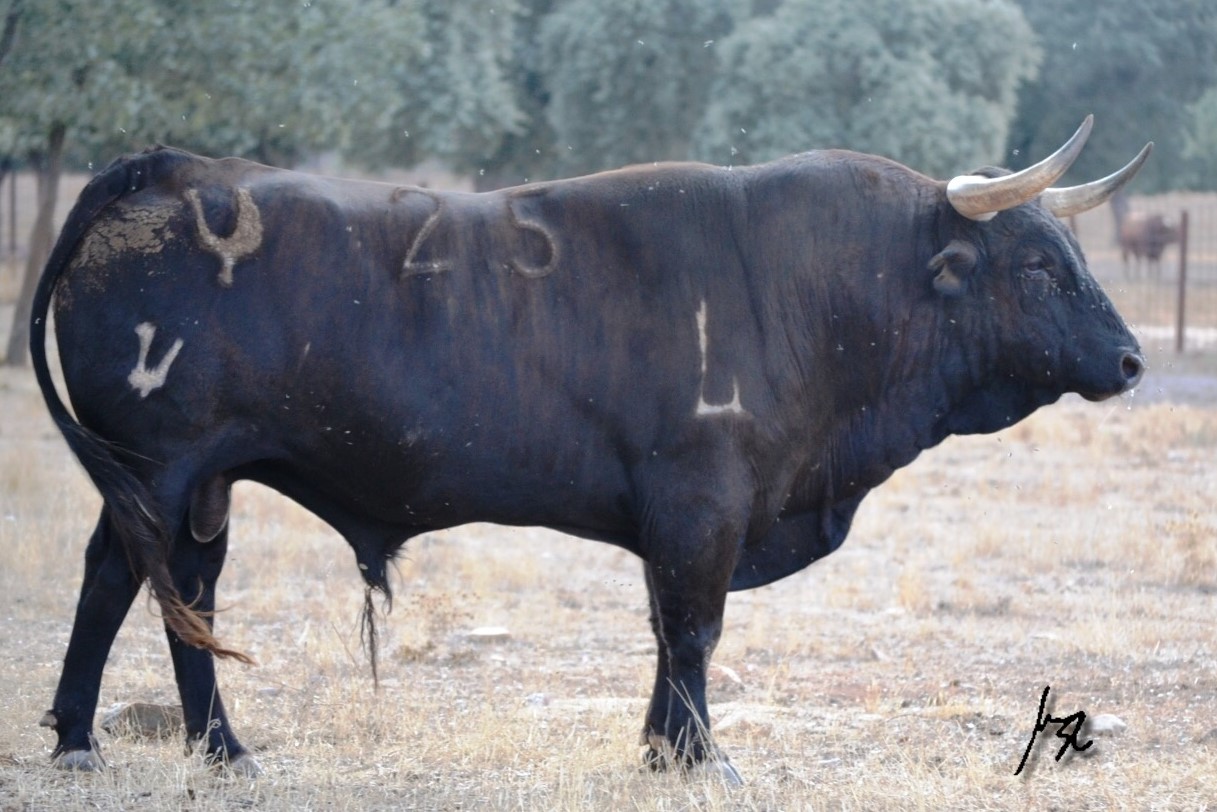 "Buscadero" - Número 25 Nacimiento: Octubre / 2013 Negro chorreado en verdugo, de Pedraza de Yeltes