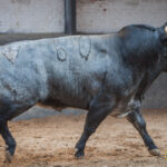 Sorteo, Madrid 23 de septiembre de 2018