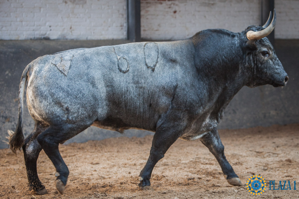 Sorteo, Madrid 23 de septiembre de 2018