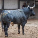 Sorteo, Madrid 23 de septiembre de 2018