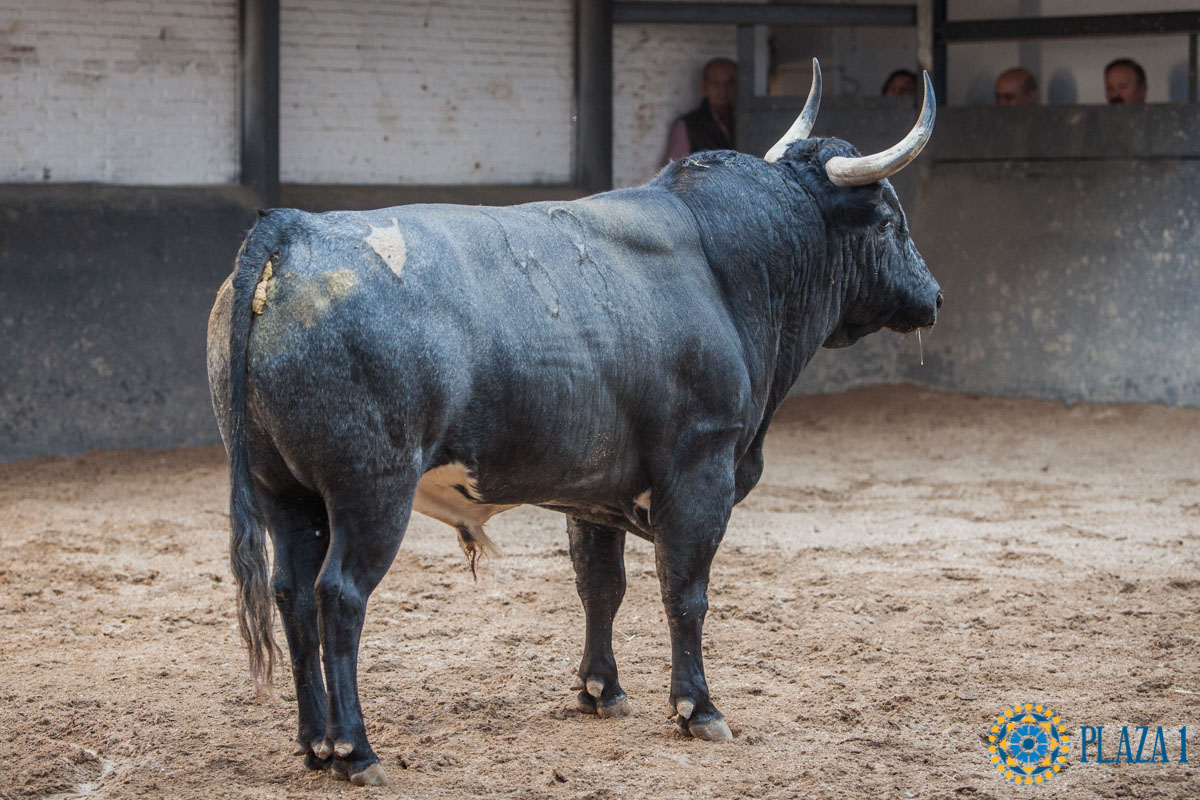 Sorteo, Madrid 23 de septiembre de 2018