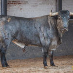 Sorteo, Madrid 23 de septiembre de 2018