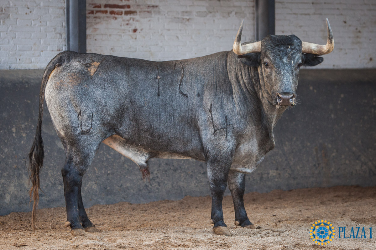 Sorteo, Madrid 23 de septiembre de 2018