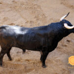 Sevilla - Sorteo - Corrida de toros - Sábado 29 de septiembre de 2018