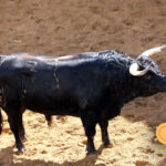 Sevilla - sorteo - Corrida de toros - Domingo 30 de septiembre de 2018