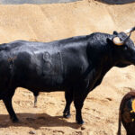 Sevilla - Sorteo - Corrida de toros - Sábado 29 de septiembre de 2018