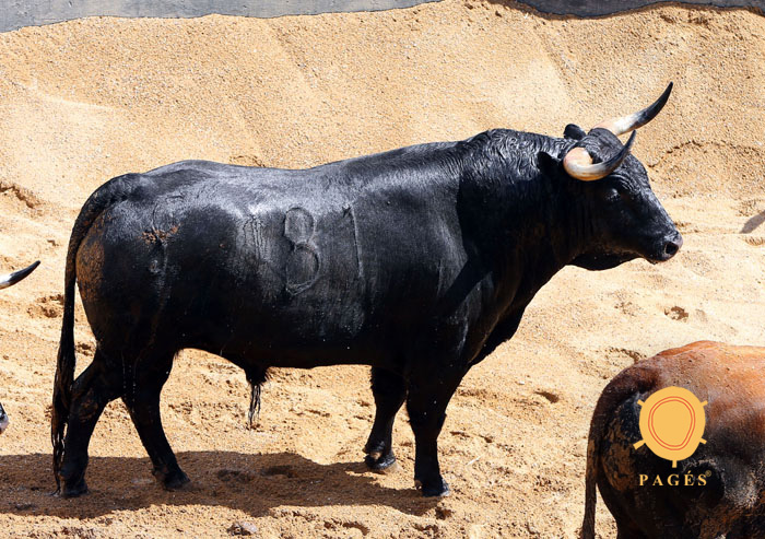 Sevilla - Sorteo - Corrida de toros - Sábado 29 de septiembre de 2018