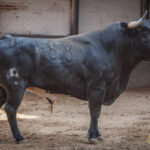 Sorteo, Madrid 16 de septiembre de 2018