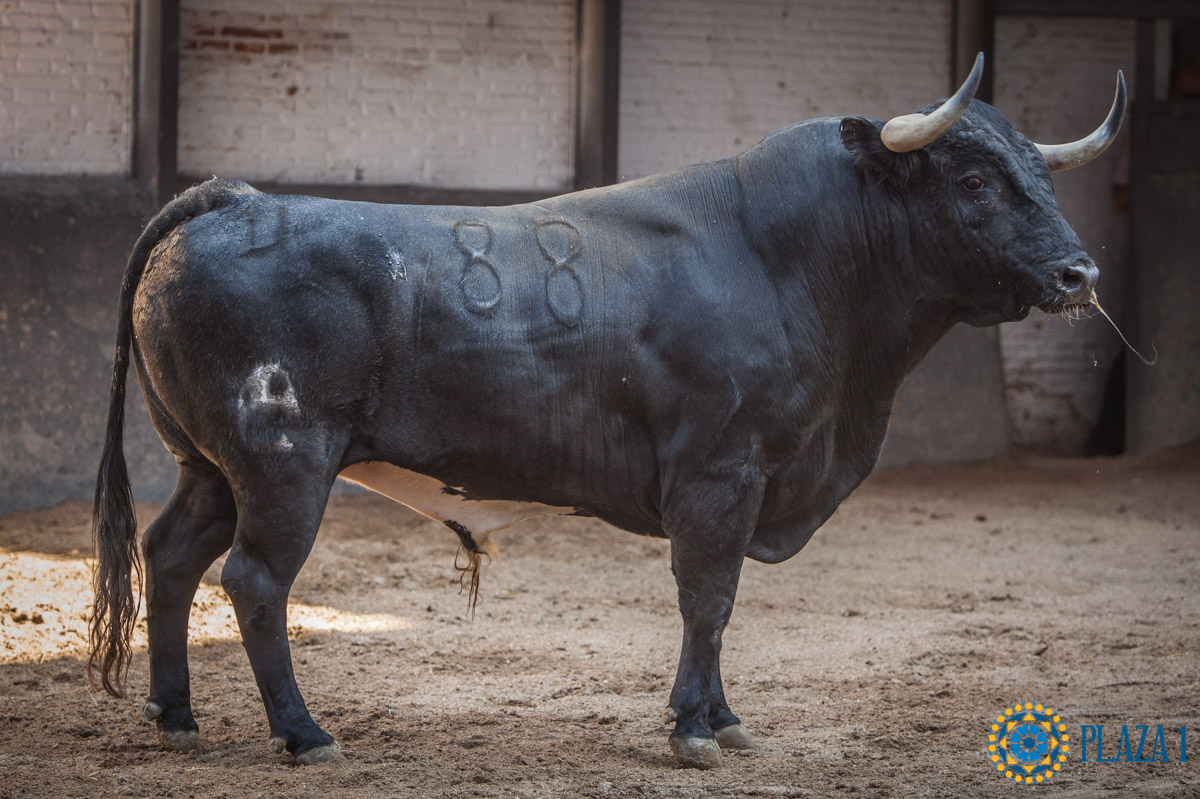 Sorteo, Madrid 16 de septiembre de 2018