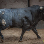 Sorteo, Madrid 16 de septiembre de 2018