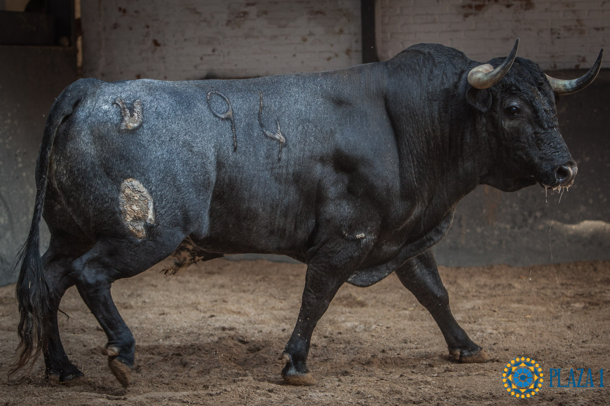 Sorteo, Madrid 16 de septiembre de 2018