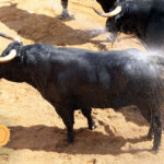 Sevilla - Sorteo - Corrida de toros - Sábado 29 de septiembre de 2018