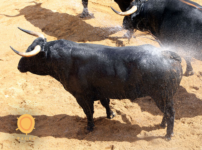 Sevilla - Sorteo - Corrida de toros - Sábado 29 de septiembre de 2018