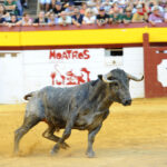 Algemesí (Valencia) - Novillada - Sábado 29 de septiembre de 2018