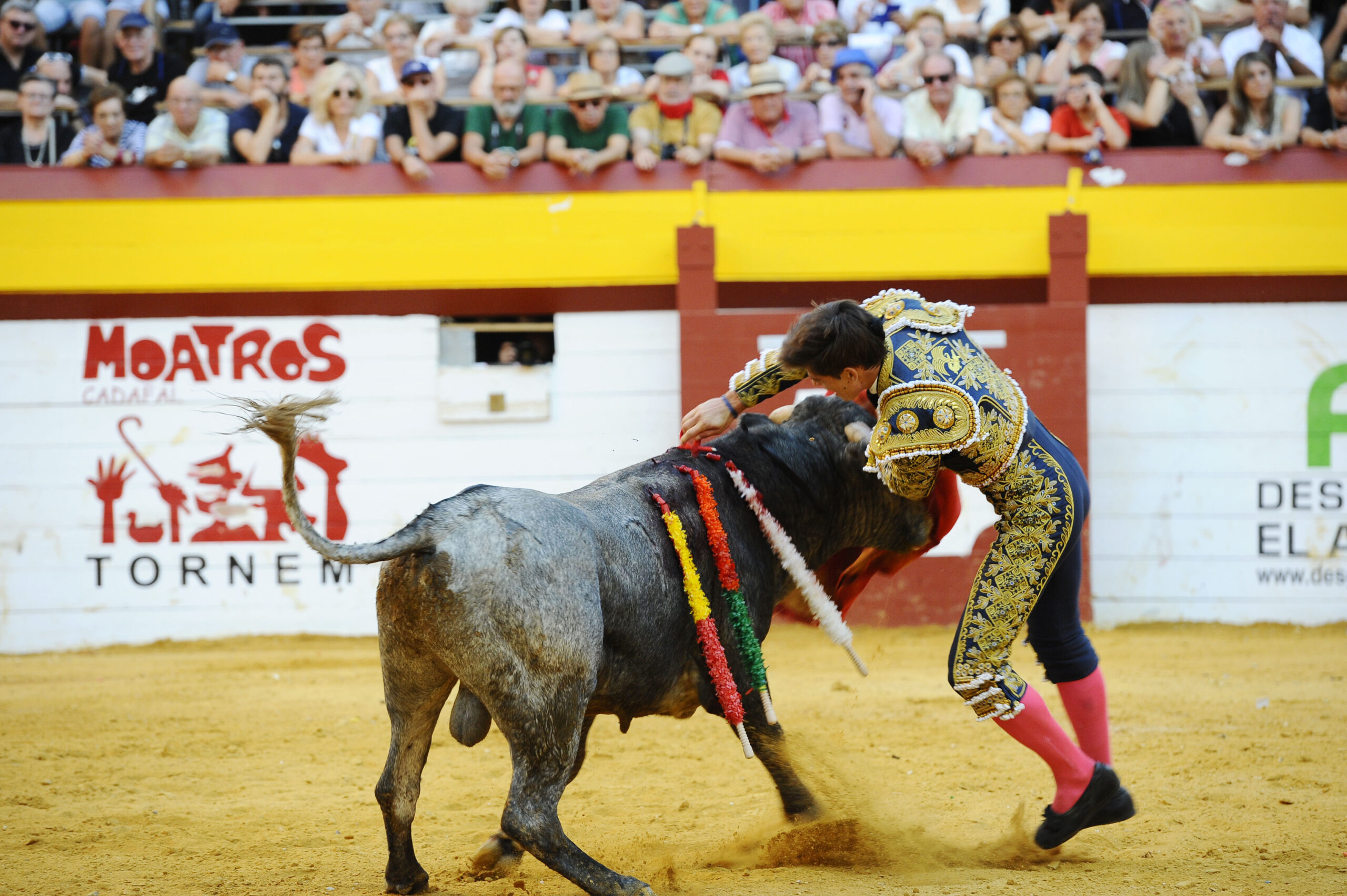 Algemesí (Valencia) - Novillada - Sábado 29 de septiembre de 2018
