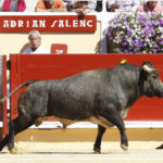 Bayona (Francia) - Novillada picada - Domingo 2 de septiembre de 2018