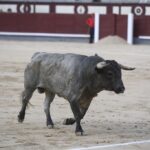 Madrid- Novillada picada - Domingo 3 de septiembre de 2018