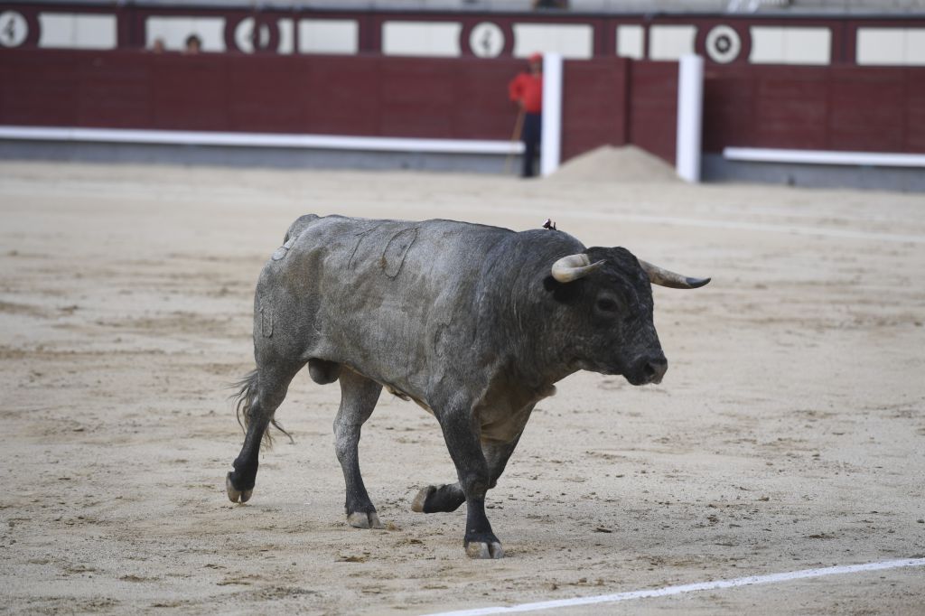 Madrid- Novillada picada - Domingo 3 de septiembre de 2018