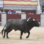 Madrid- Novillada picada - Domingo 3 de septiembre de 2018