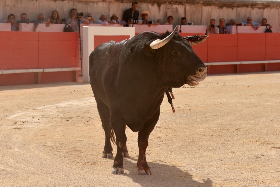 Nimes, 15 de septiembre de 2018. Matinal
